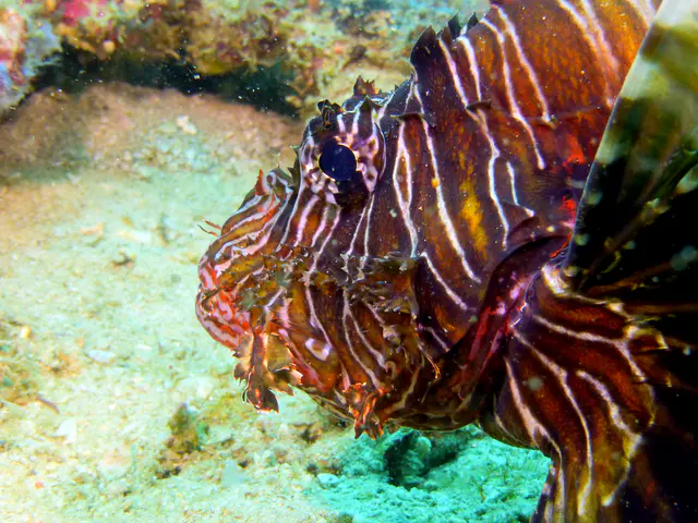 Underwater photograph by Joel Bergsma