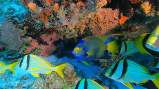 Underwater photograph by Joel Bergsma