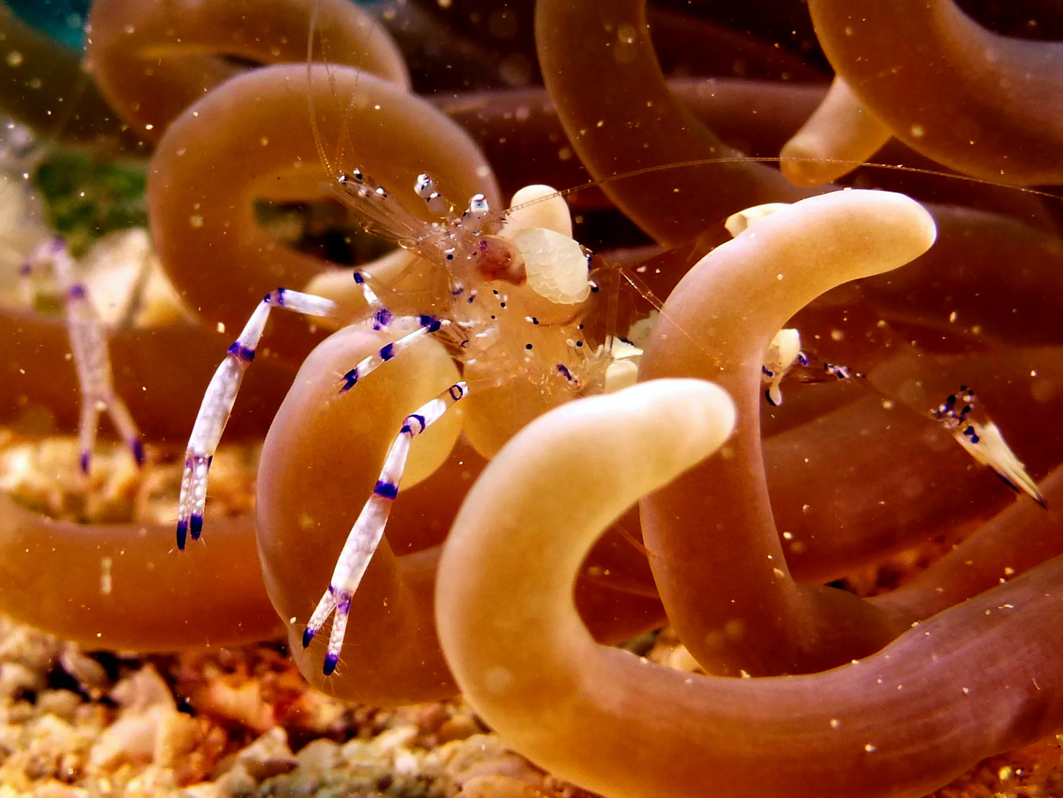 Shrimp, Philippines, 2014