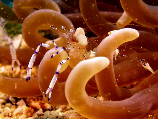 Underwater photograph by Joel Bergsma