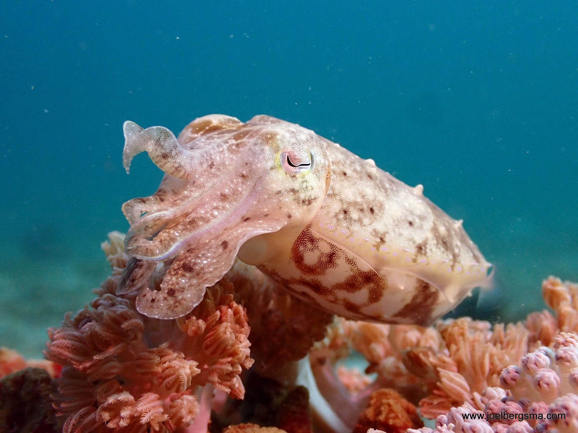 Philippines underwater photograph, 2022