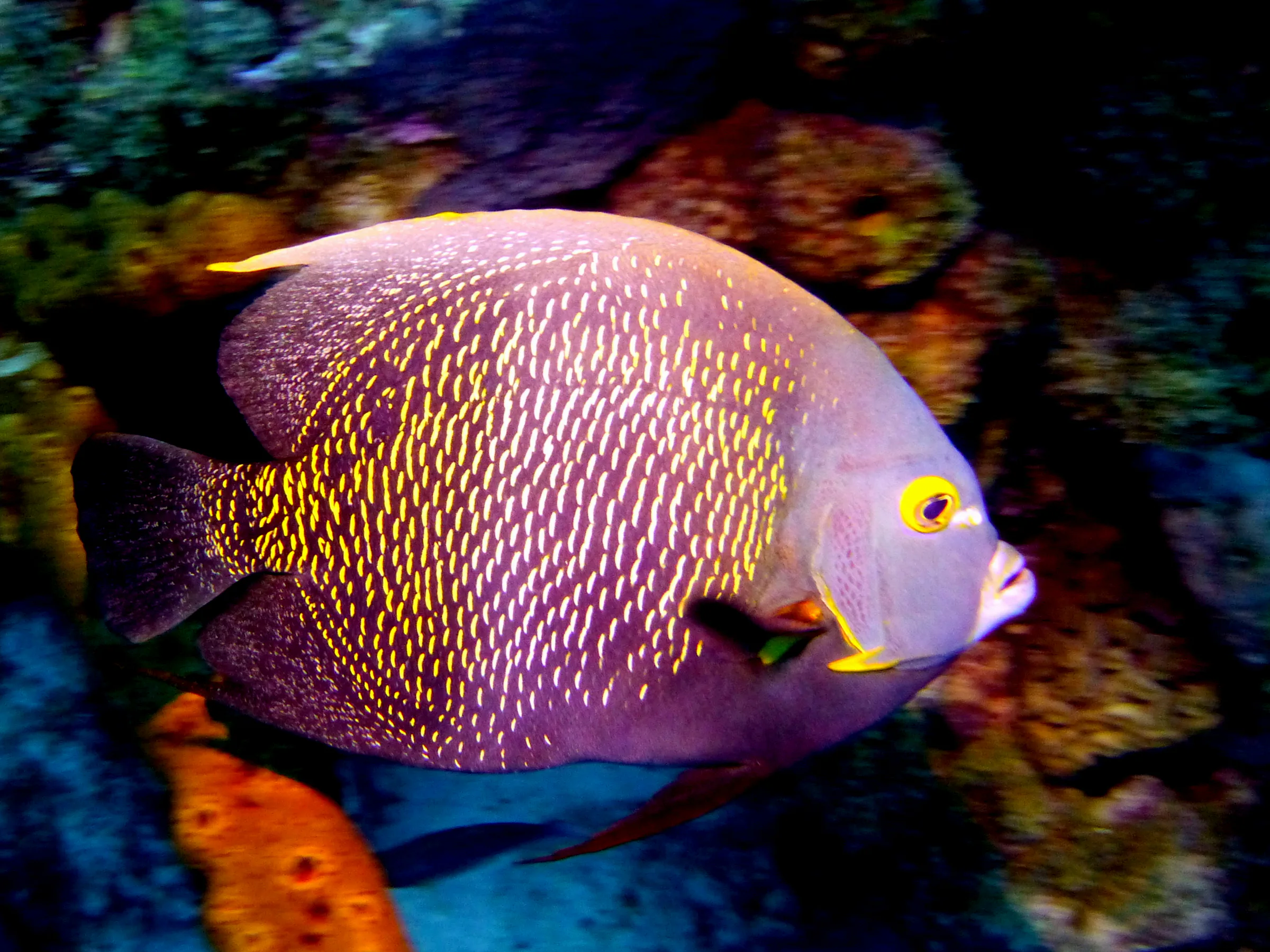 French Angelfish, Bonaire, 2013