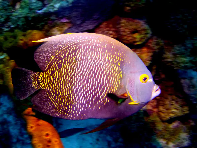 Underwater photograph by Joel Bergsma
