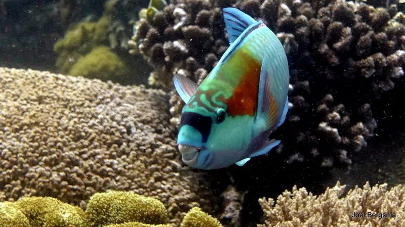 Underwater photograph by Joel Bergsma
