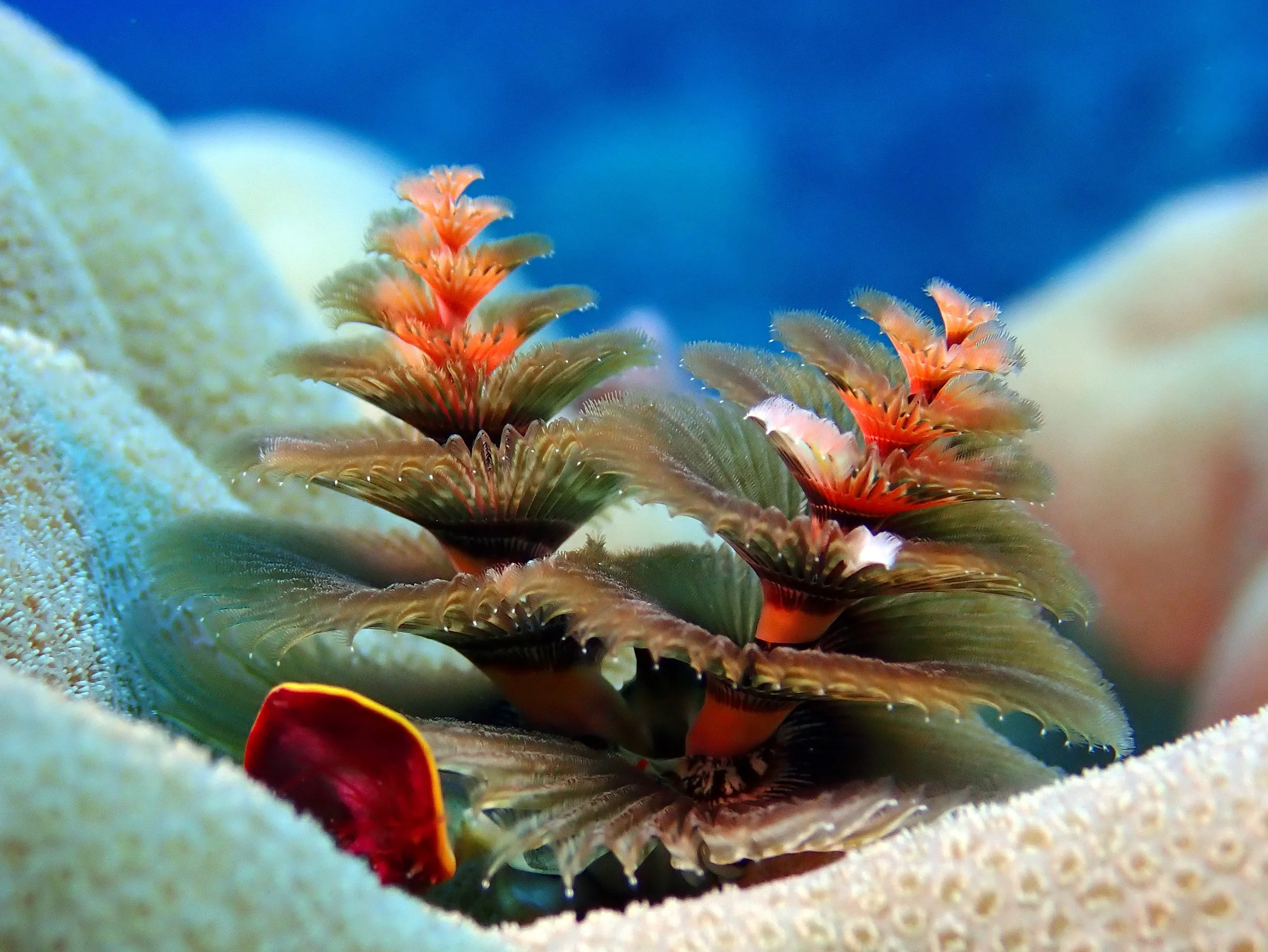 Palau underwater photograph, 2022