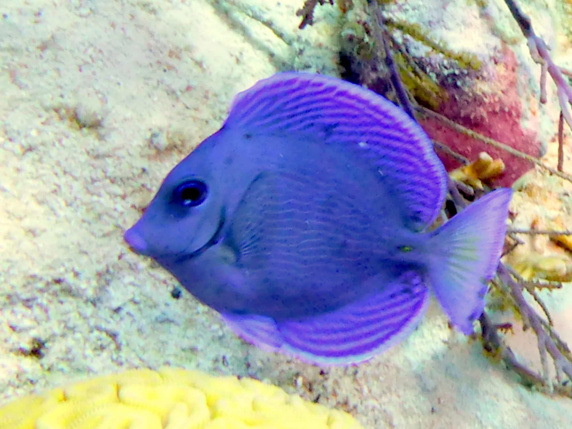 Blue Tang, Bonaire, 2013