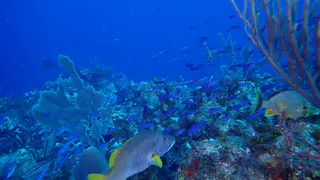Creole Wrasse Schooling