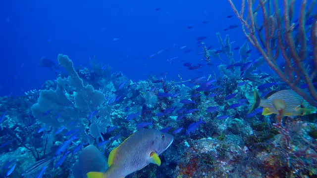 Creole Wrasse Schooling