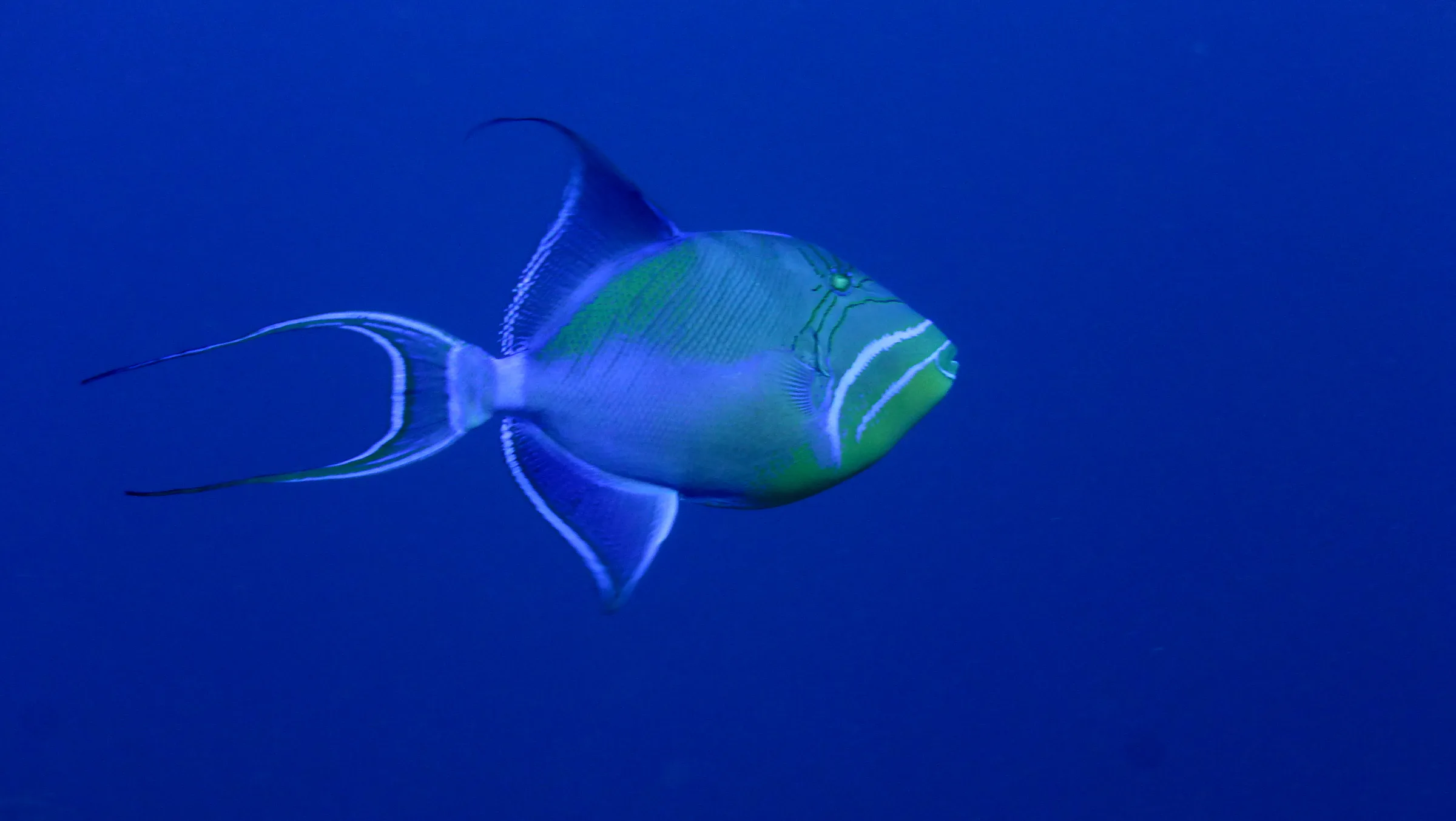 Queen Triggerfish, Belize, 2017