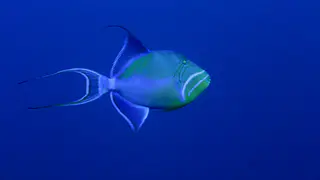 Underwater photograph by Joel Bergsma