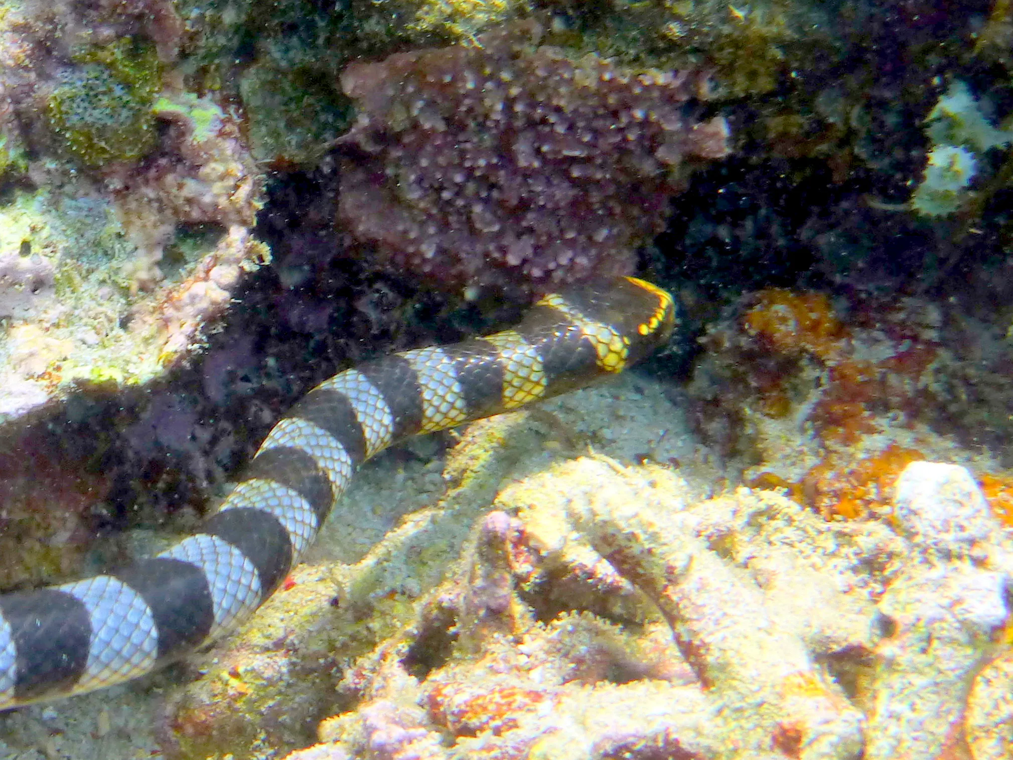 Banded Sea Snake, Philippines, 2014