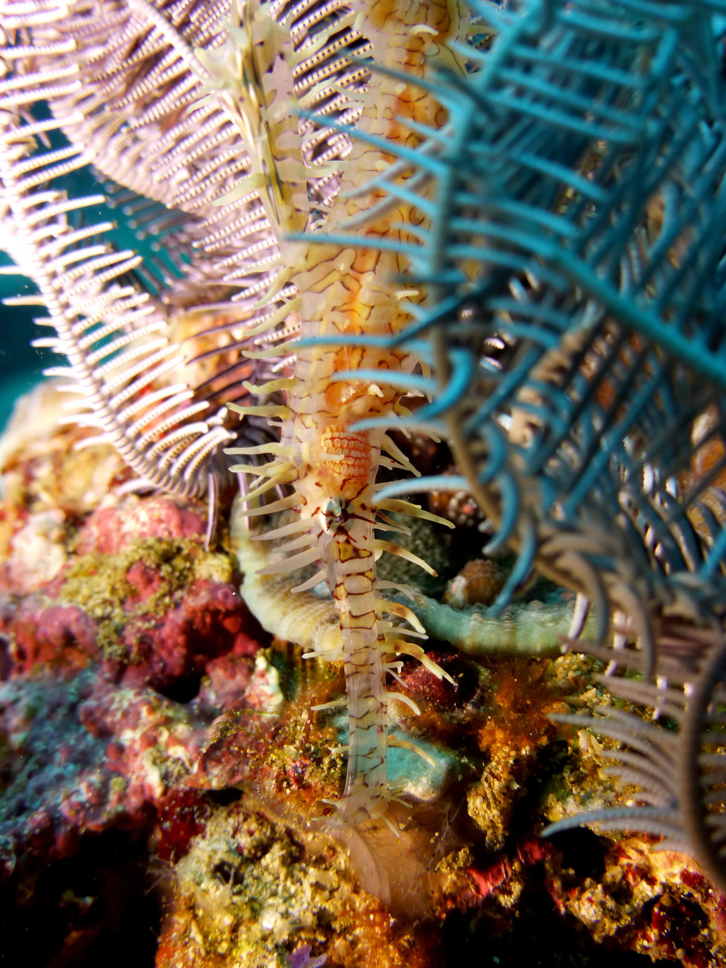 Ornate Ghost Pipefish. Gerald Allen, et al, Reef Fish Identification - Tropical Pacific (2003), page 423.