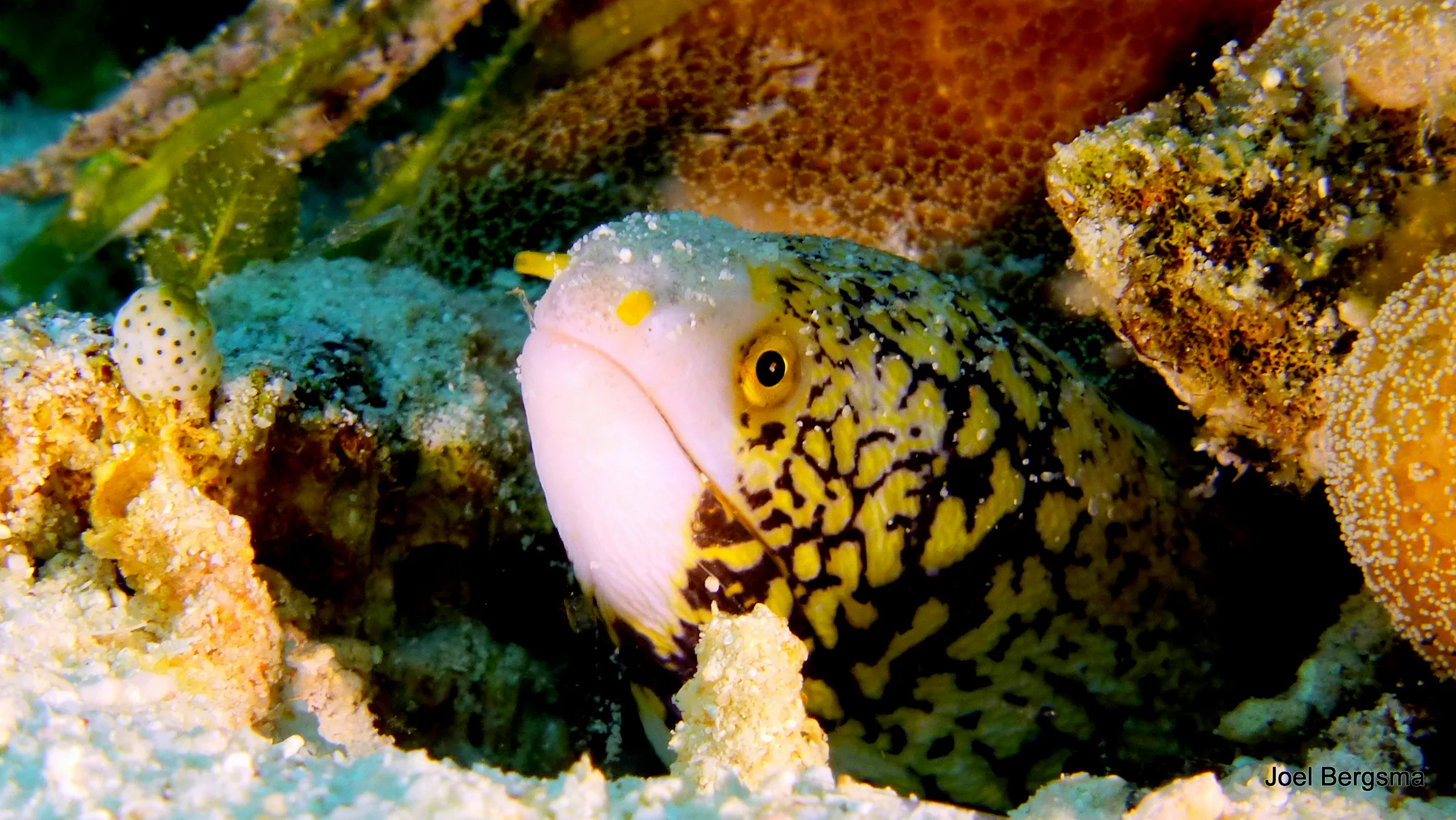 Clouded Moray Eel, Philippines, 2017