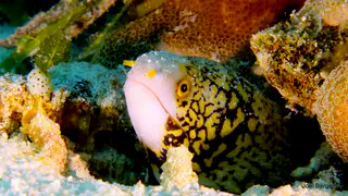 Underwater photograph by Joel Bergsma
