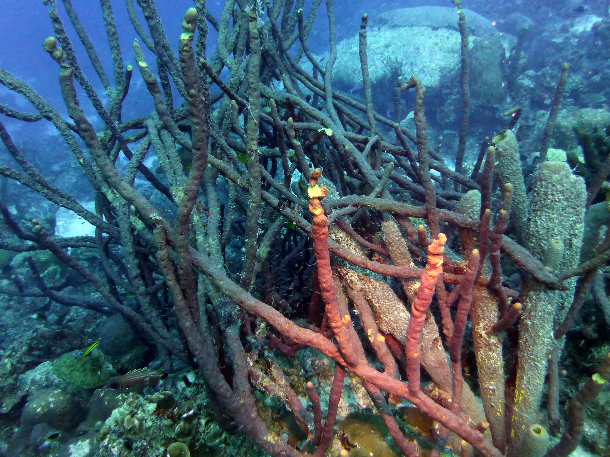 Soft Coral, Bonaire, 2013