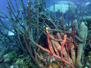 Underwater photograph by Joel Bergsma