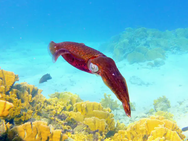 Underwater photograph by Joel Bergsma