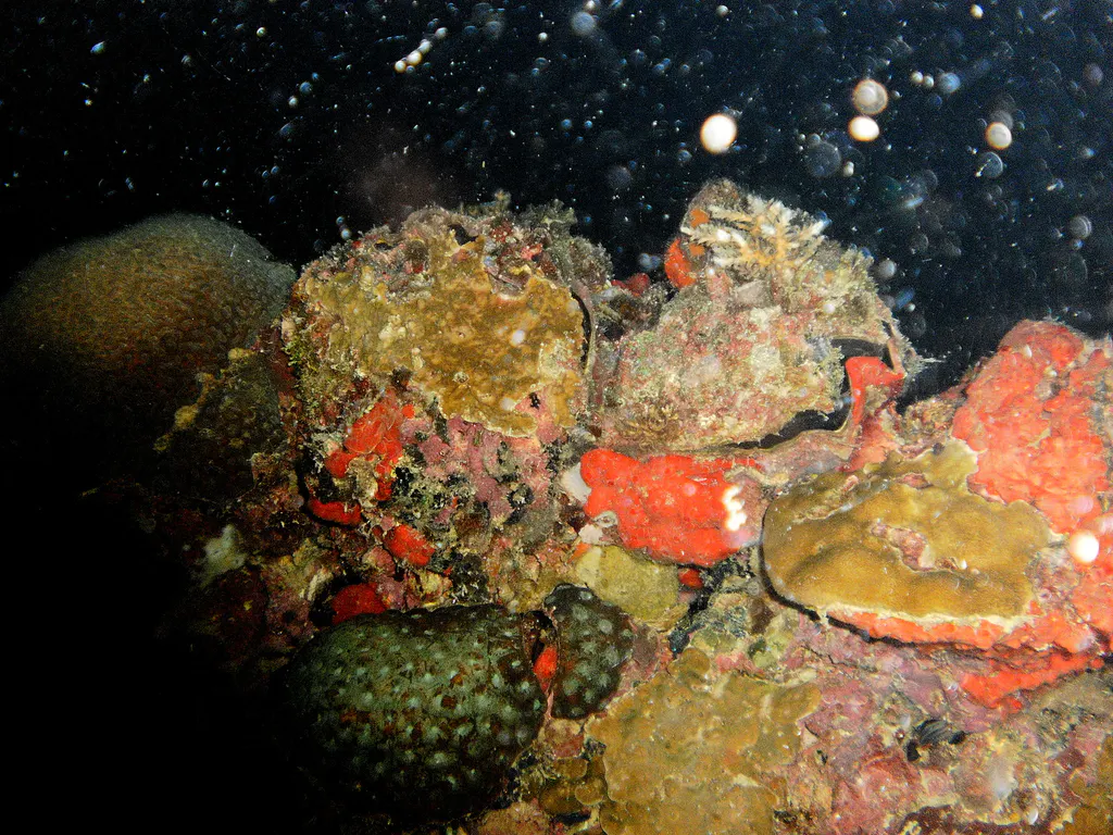 Bow of the wreck is being reclaimed for the ocean by hard coral and oysters.