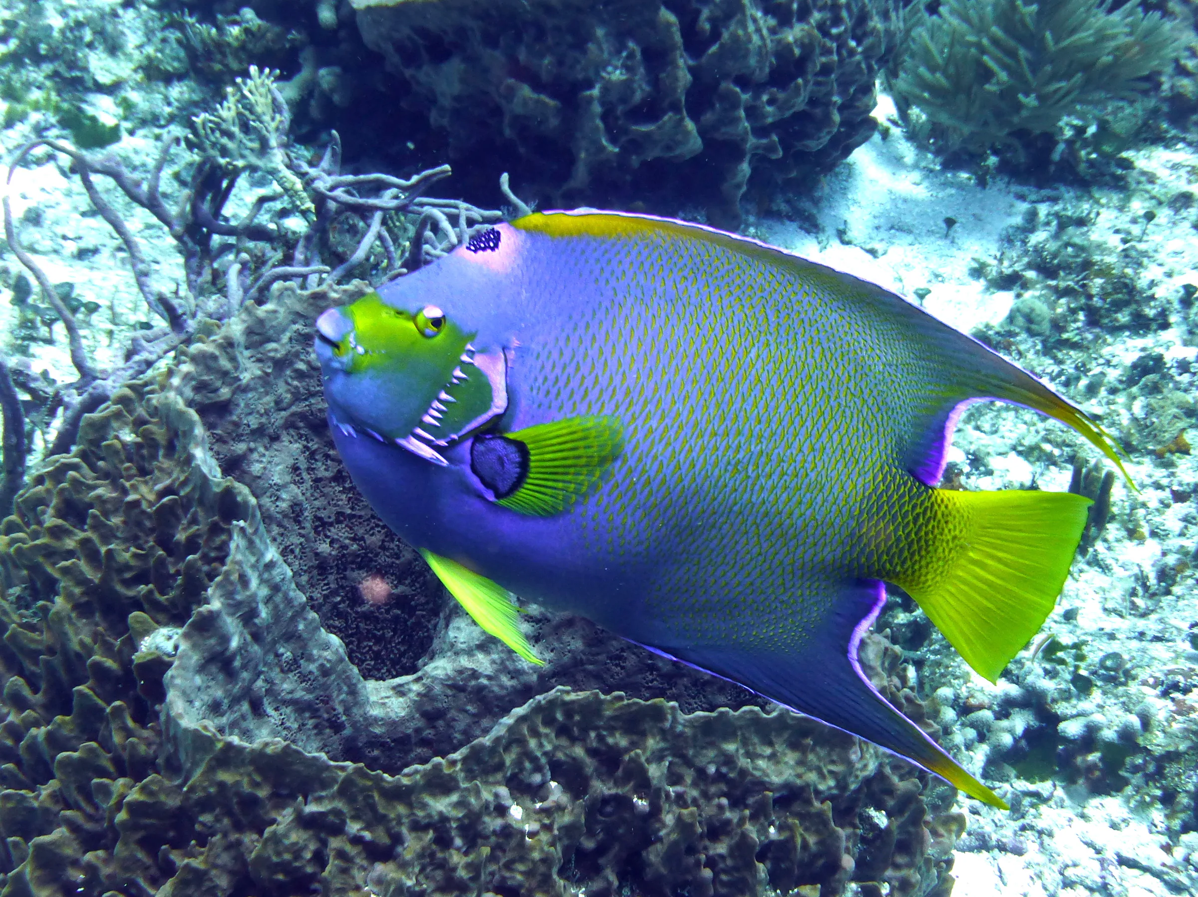 Queen Angelfish, Cozumel, 2014