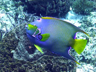 Underwater photograph by Joel Bergsma
