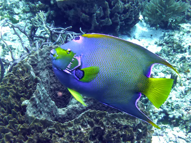 Underwater photograph by Joel Bergsma