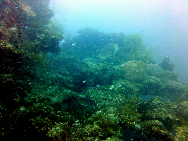 Underwater photograph by Joel Bergsma