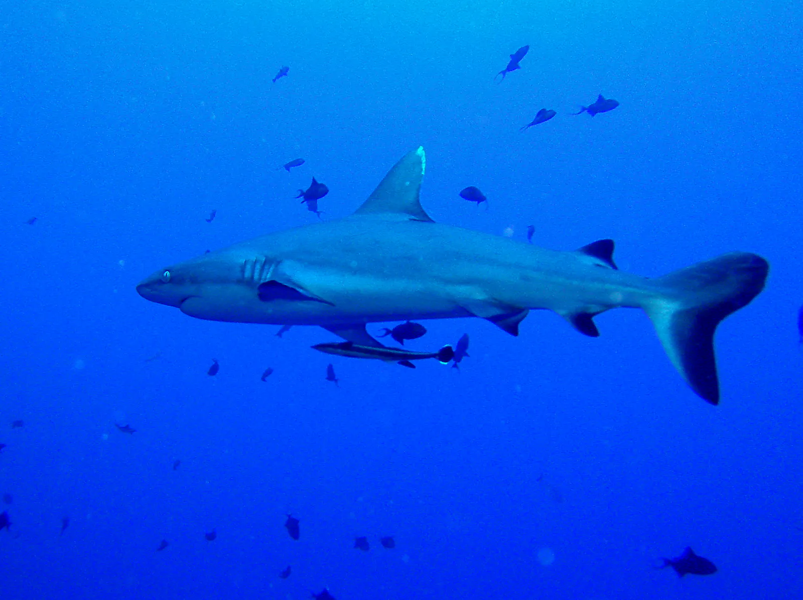 Whitetip Shark missing the top pointed portion of her tailfin.