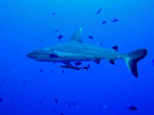 Whitetip Shark missing the top pointed portion of her tailfin.