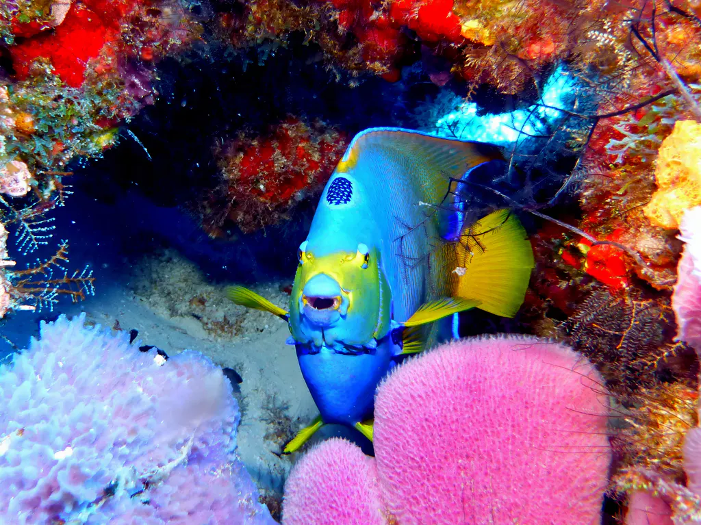 Underwater photograph by Joel Bergsma