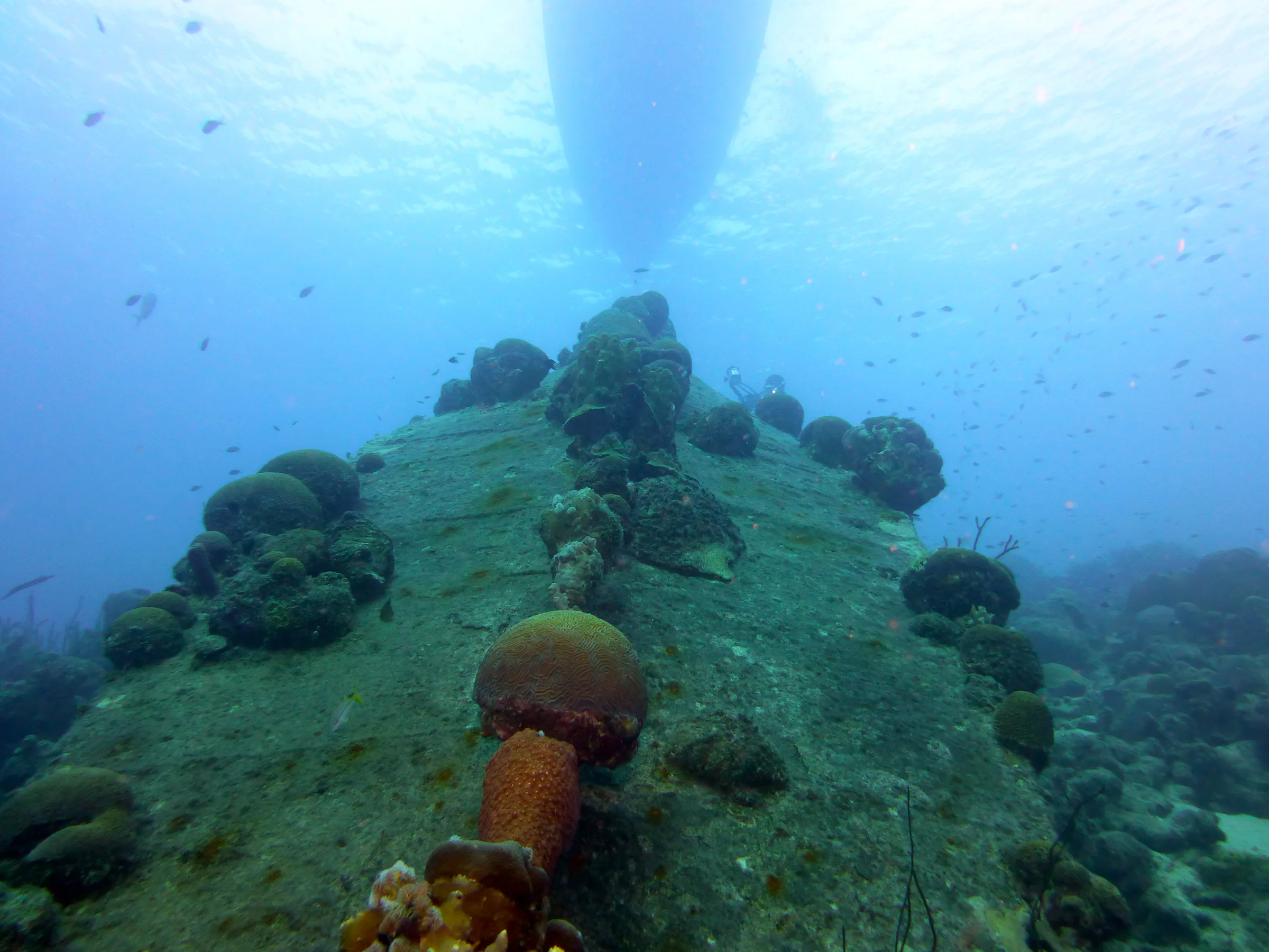 Bonaire underwater photograph, 2013