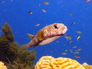 Underwater photograph by Joel Bergsma