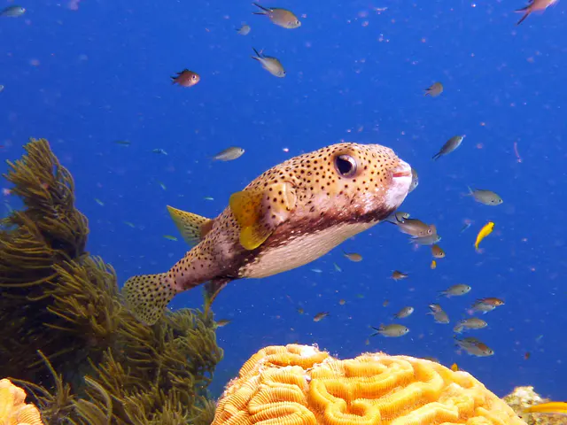 Underwater photograph by Joel Bergsma