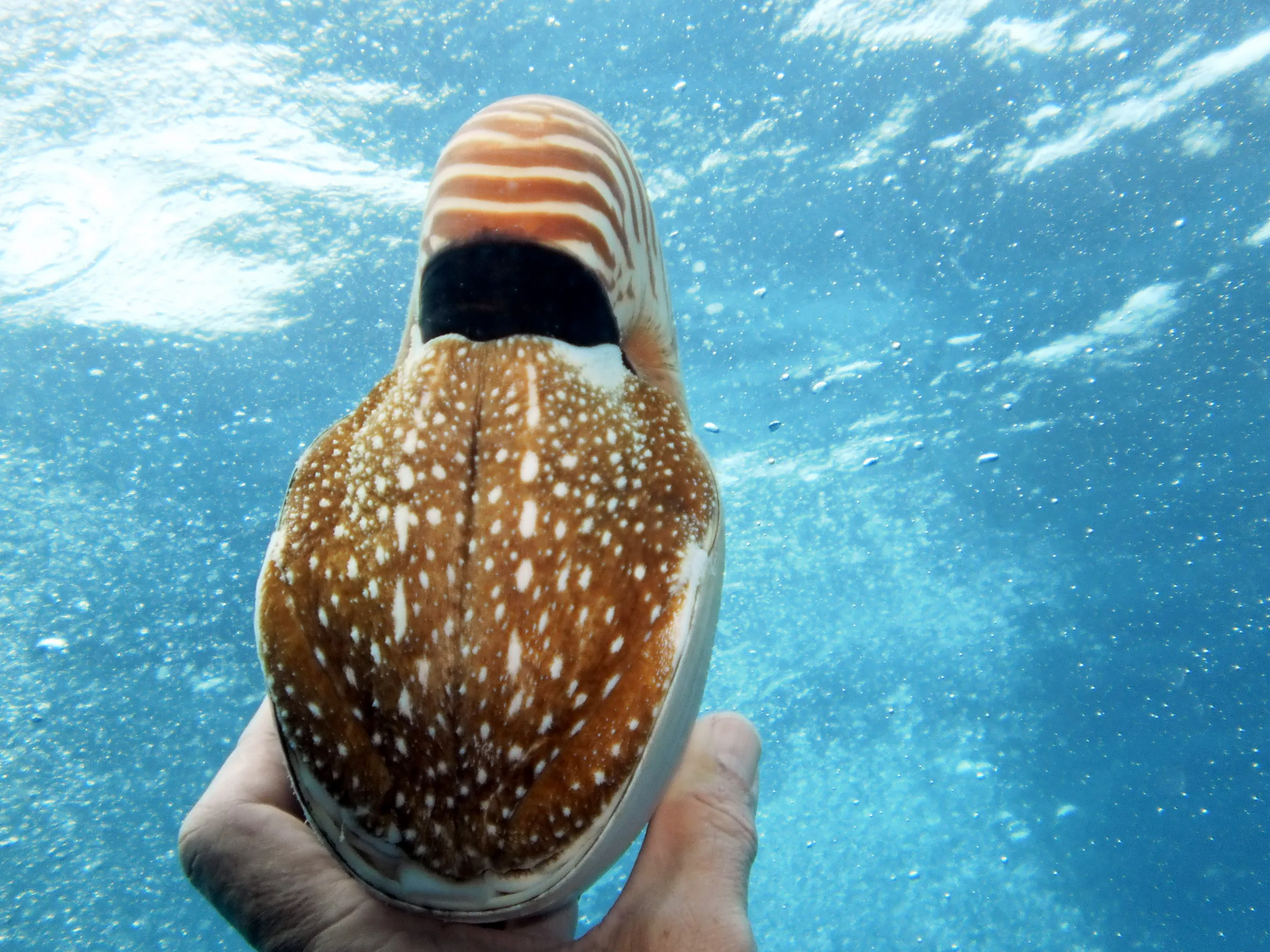 Emporer Nautilus aka Chambered Nautilus.  “A nautilus can withdraw completely into its shell and close the opening with a leathery hood formed from two specially folded tentacles." Wikipedia.  Paul Humann, et al, Reef Creature Identification (2010), page 405.