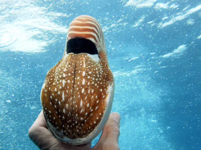 Emporer Nautilus aka Chambered Nautilus.  “A nautilus can withdraw completely into its shell and close the opening with a leathery hood formed from two specially folded tentacles." Wikipedia.  Paul Humann, et al, Reef Creature Identification (2010), page 405.