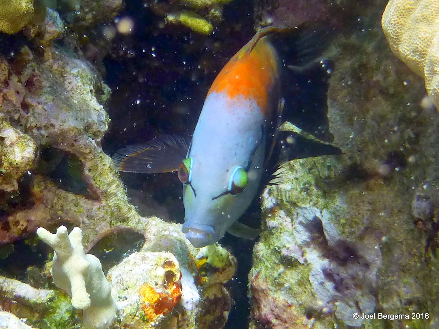 Parrotfish, Yap, 2016