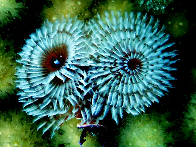 Underwater photograph by Joel Bergsma
