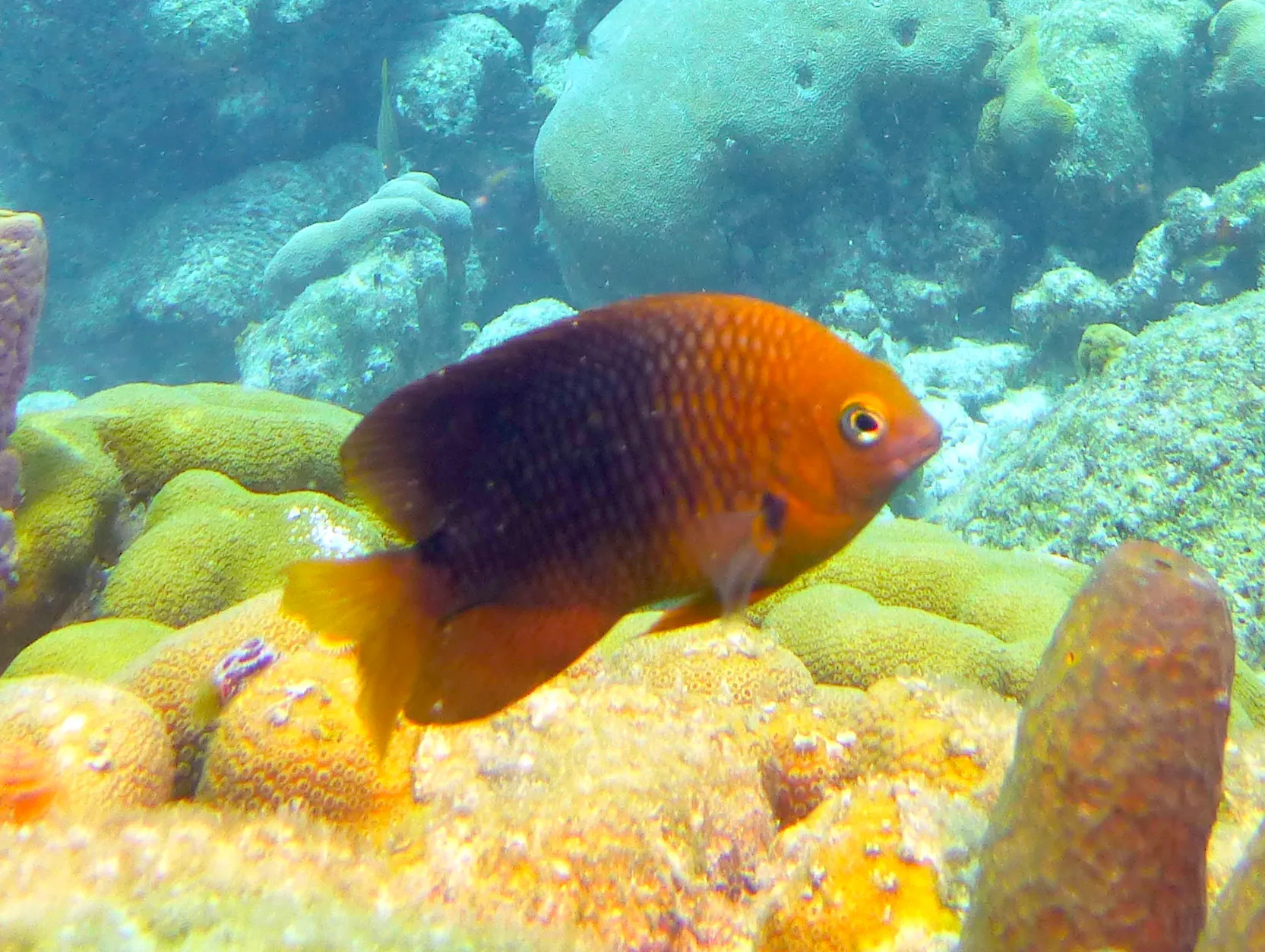 Bonaire underwater photograph, 2013