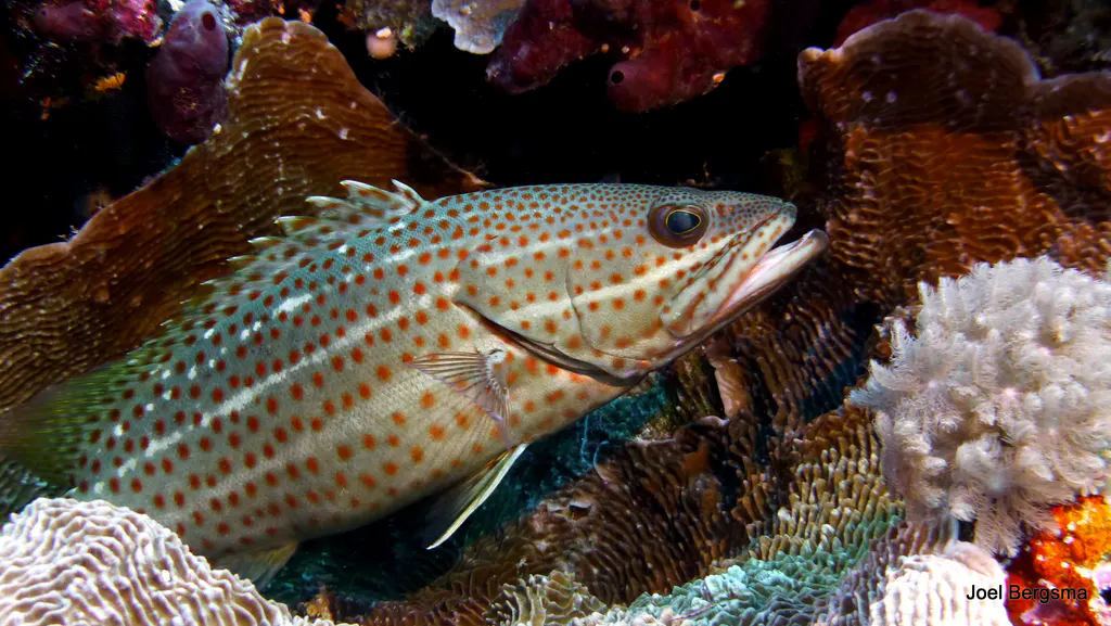 Underwater photograph by Joel Bergsma