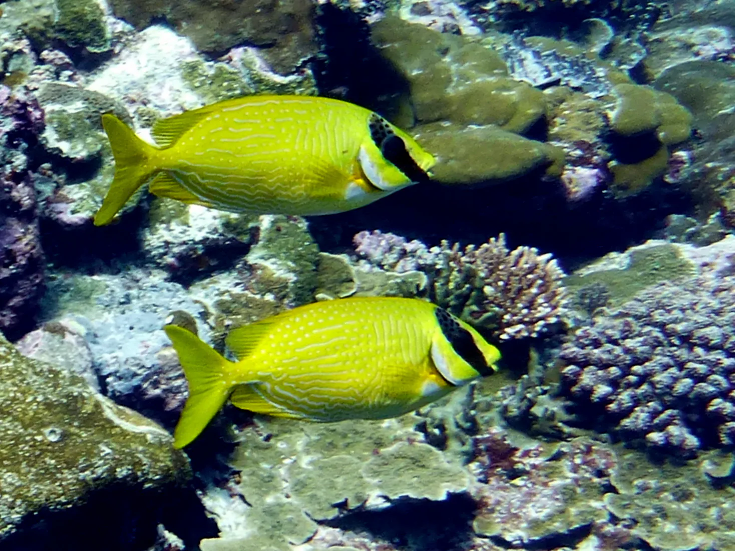 Masked Rabbitfish, Palau, 2013
