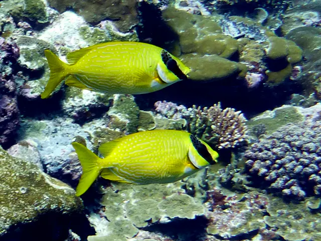 Underwater photograph by Joel Bergsma