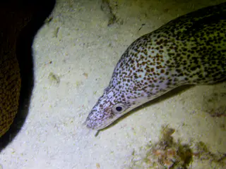 Underwater photograph by Joel Bergsma