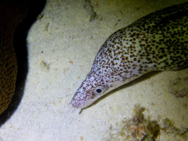 Underwater photograph by Joel Bergsma