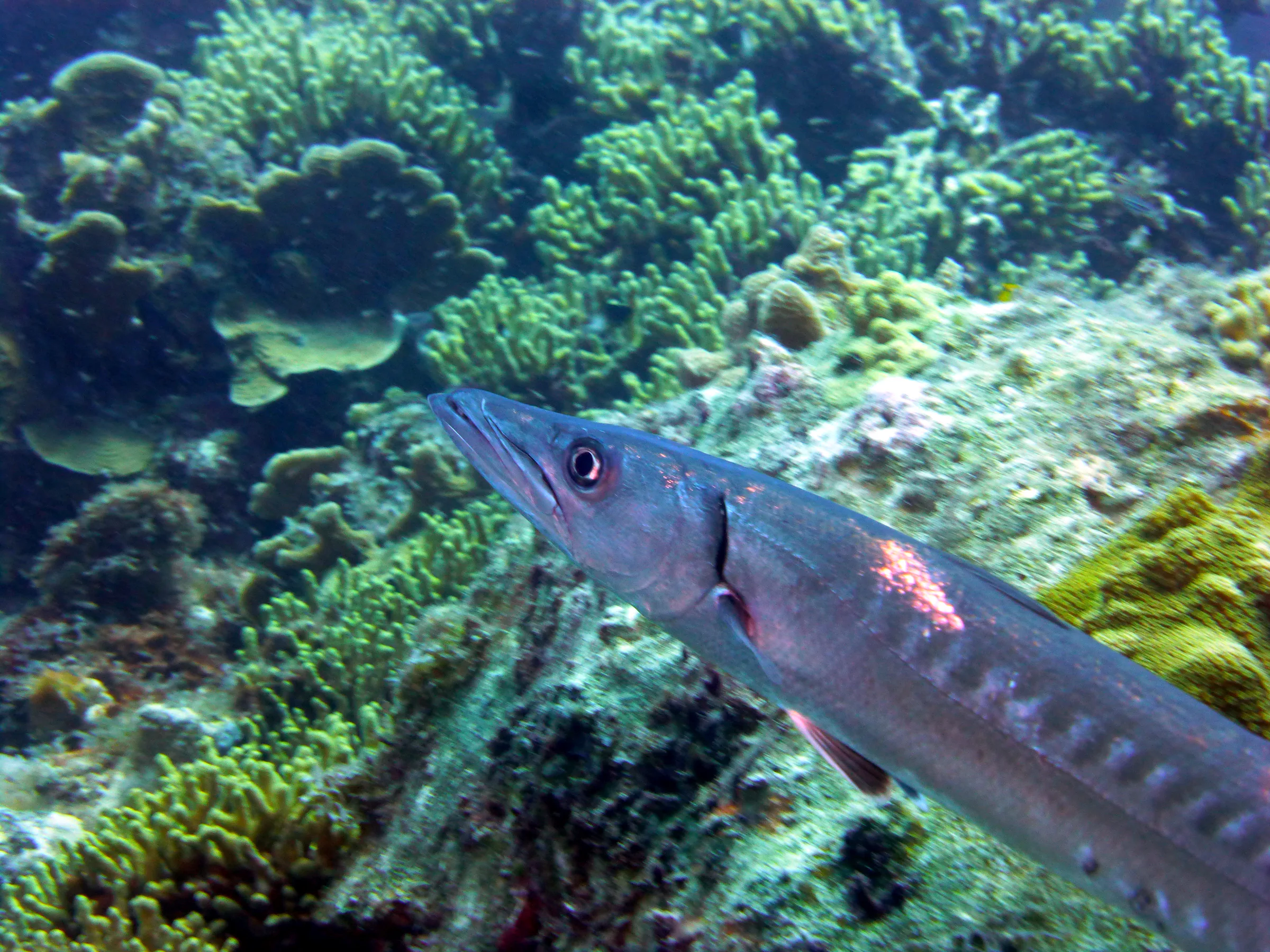Barracuda, Bonaire, 2013