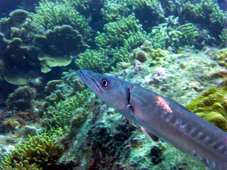 Underwater photograph by Joel Bergsma