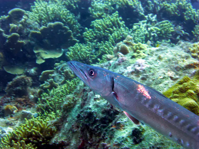 Underwater photograph by Joel Bergsma