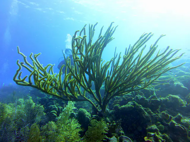 Underwater photograph by Joel Bergsma