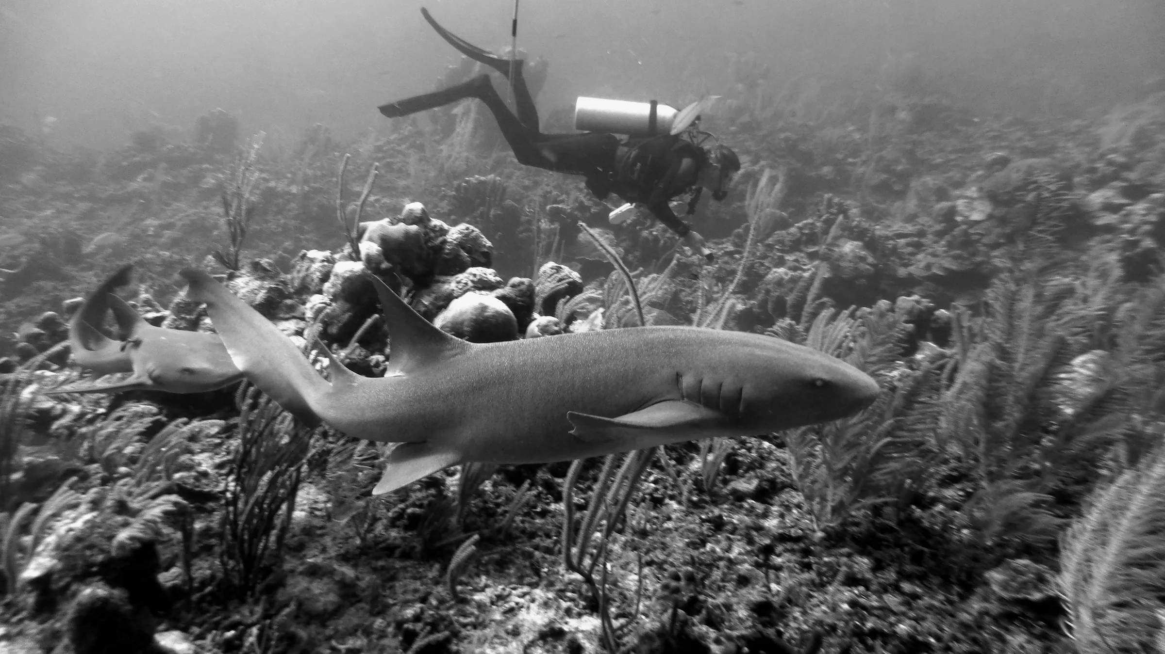 Nurse Shark, Belize, 2017