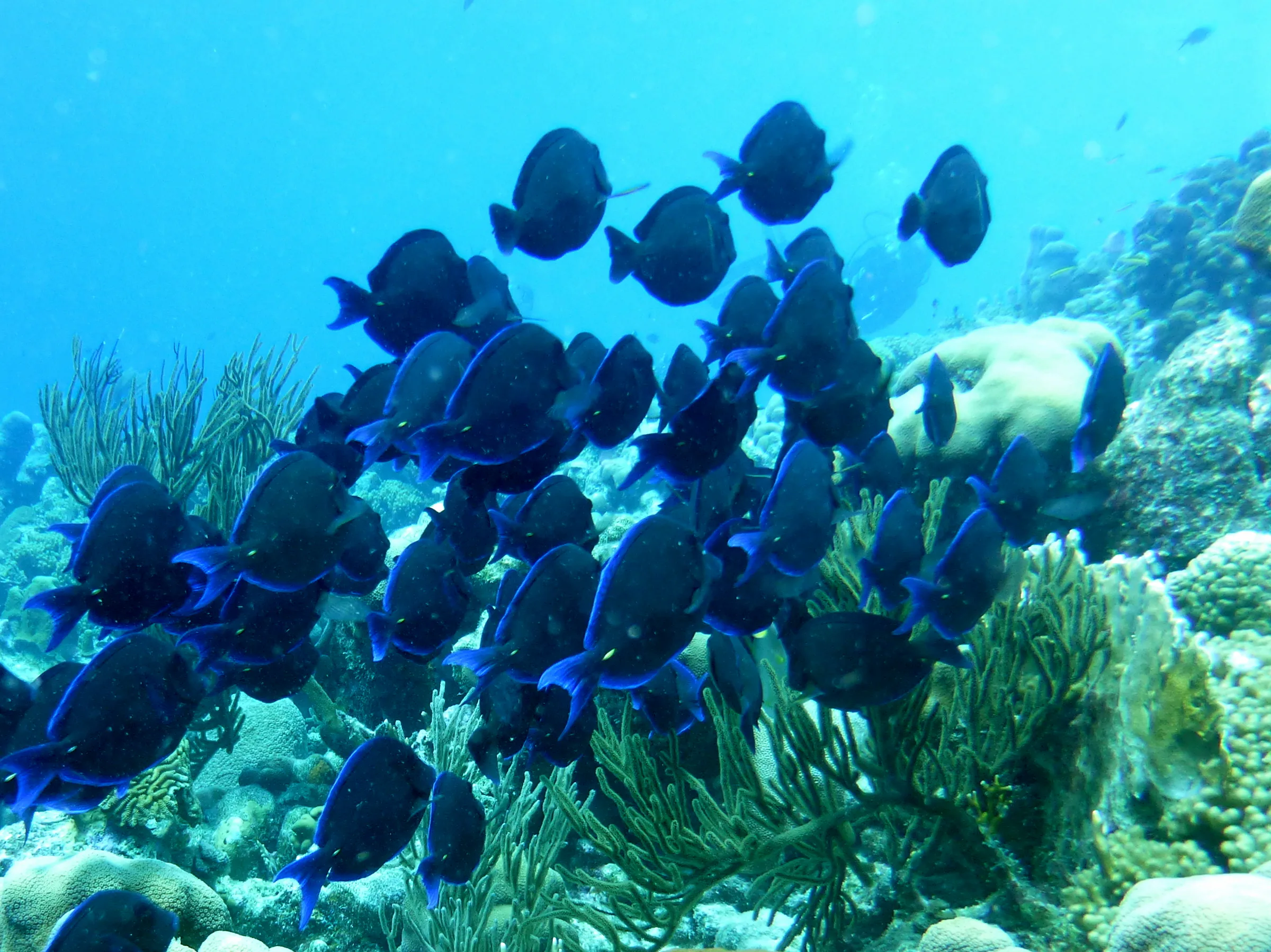 Blue Tang, Bonaire, 2013