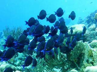 Underwater photograph by Joel Bergsma