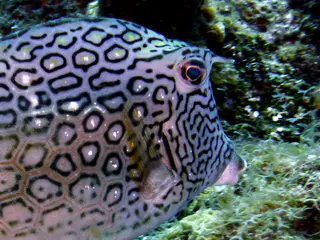 Underwater photograph by Joel Bergsma